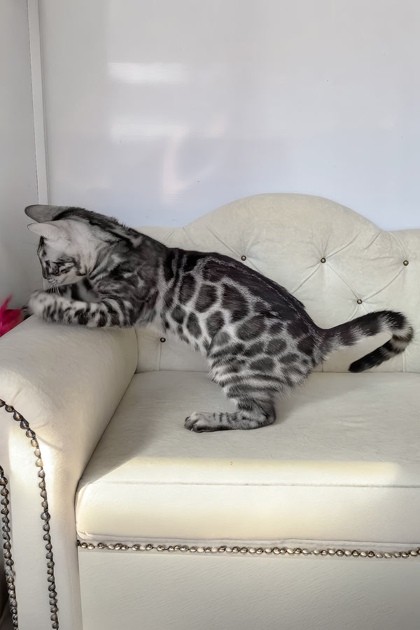 Naomi | Bengal Kitten