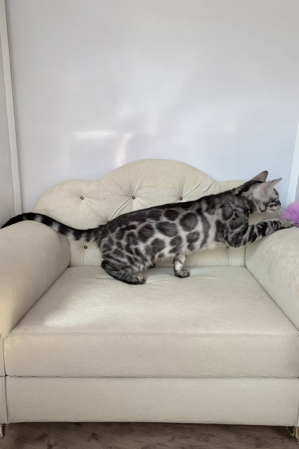 Naomi | Bengal Kitten
