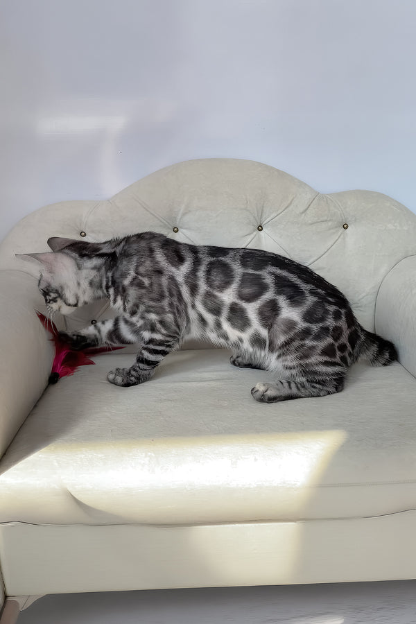 Naomi | Bengal Kitten
