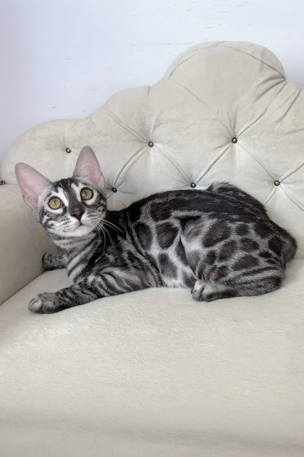 Naomi | Bengal Kitten