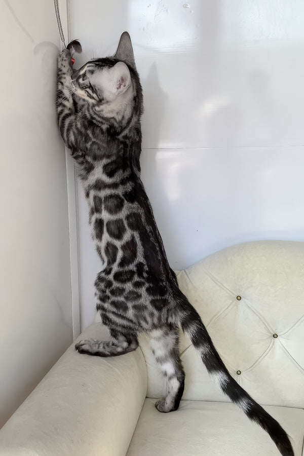 Naomi | Bengal Kitten