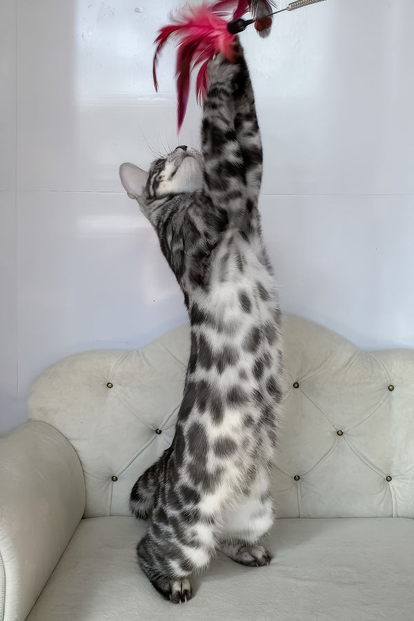 Naomi | Bengal Kitten