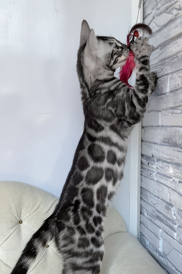 Naomi | Bengal Kitten