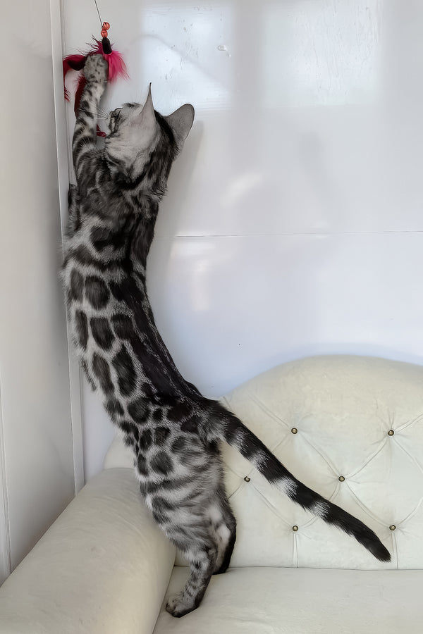 Naomi | Bengal Kitten