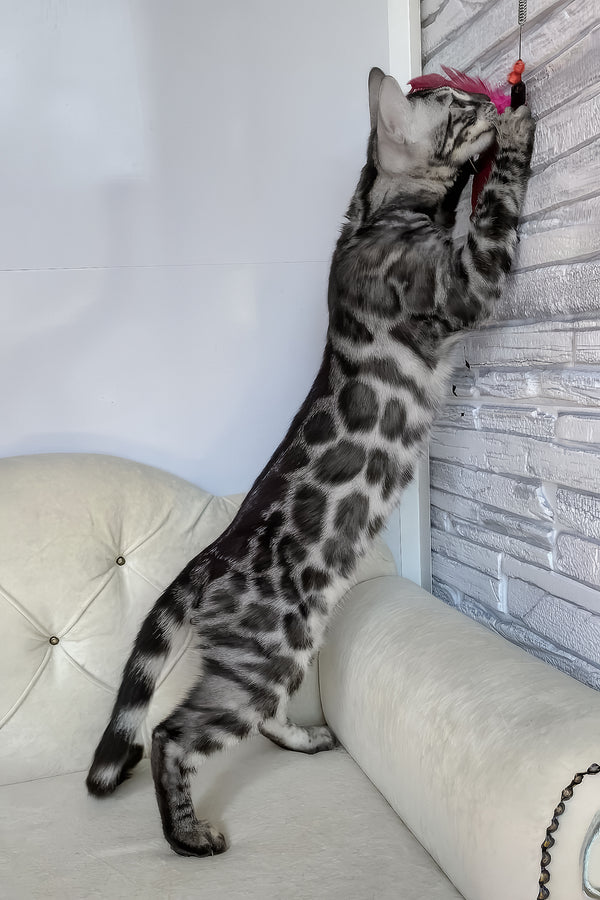 Naomi | Bengal Kitten