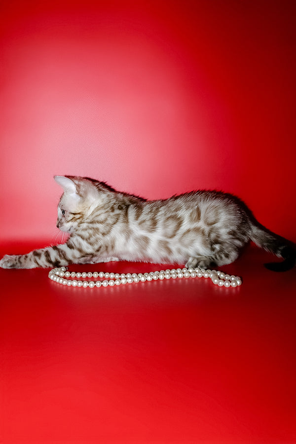 Noemi | Bengal Kitten