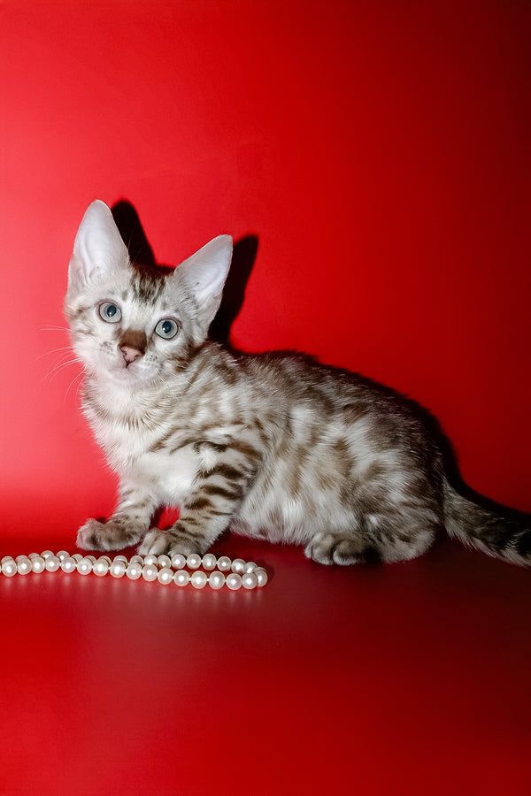 Noemi | Bengal Kitten