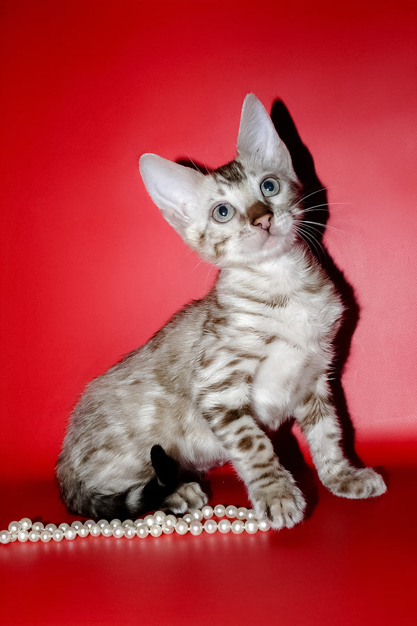Noemi | Bengal Kitten