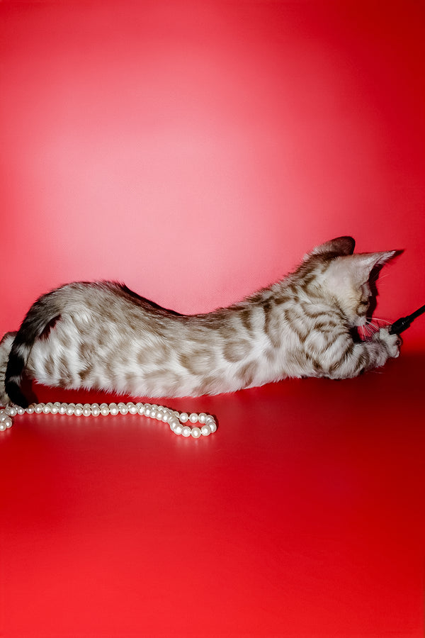 Noemi | Bengal Kitten