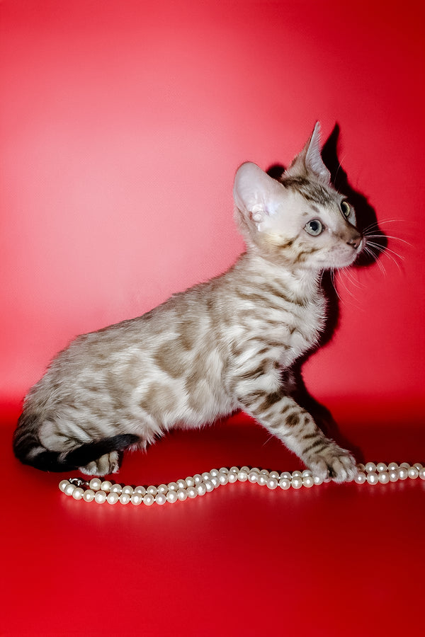 Noemi | Bengal Kitten