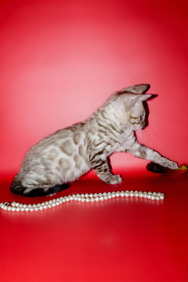 Noemi | Bengal Kitten