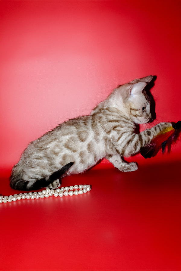 Noemi | Bengal Kitten