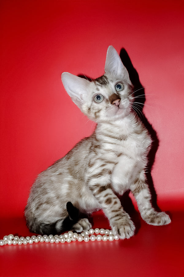 Noemi | Bengal Kitten