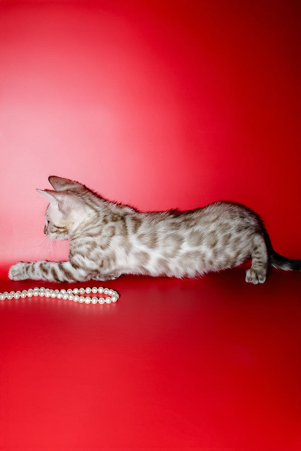 Noemi | Bengal Kitten