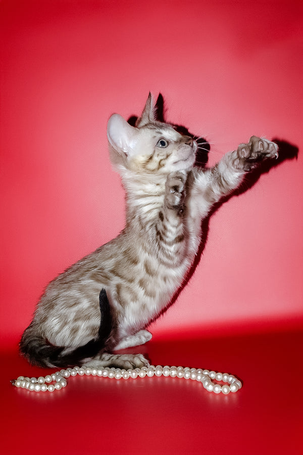Noemi | Bengal Kitten