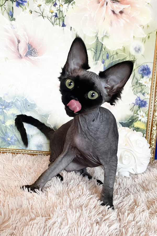 Naomi | Devon Rex Kitten