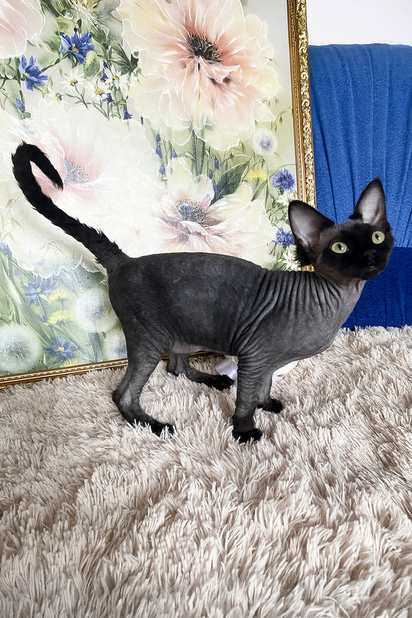 Naomi | Devon Rex Kitten