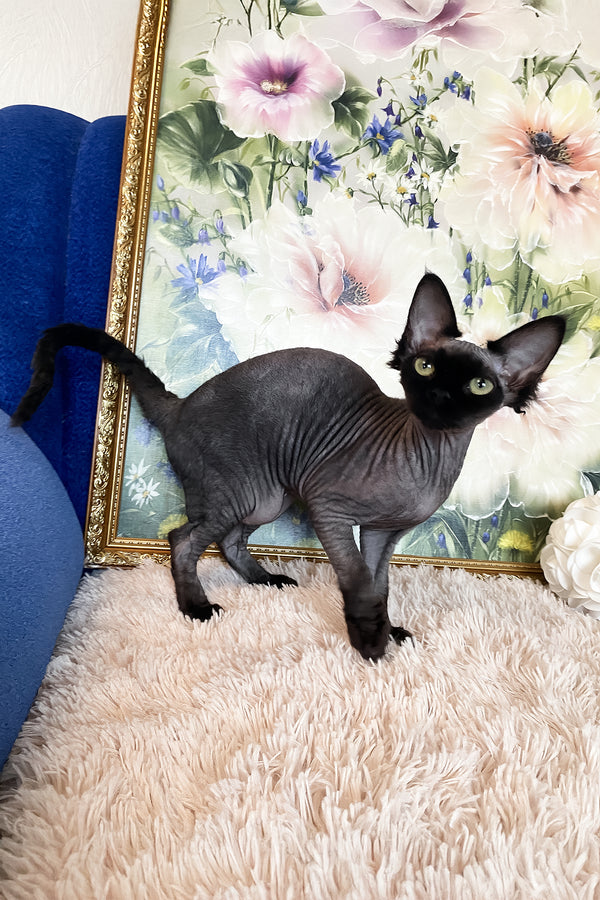 Naomi | Devon Rex Kitten