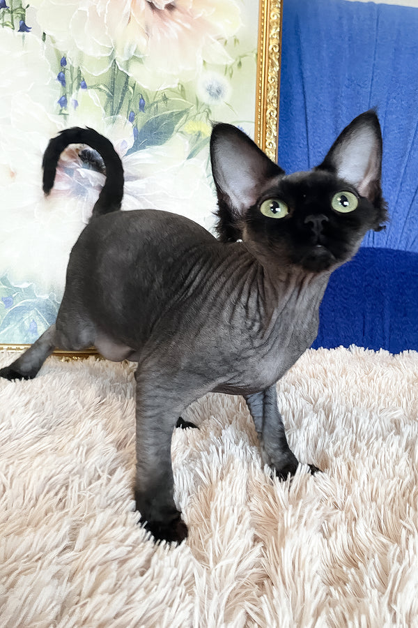 Naomi | Devon Rex Kitten