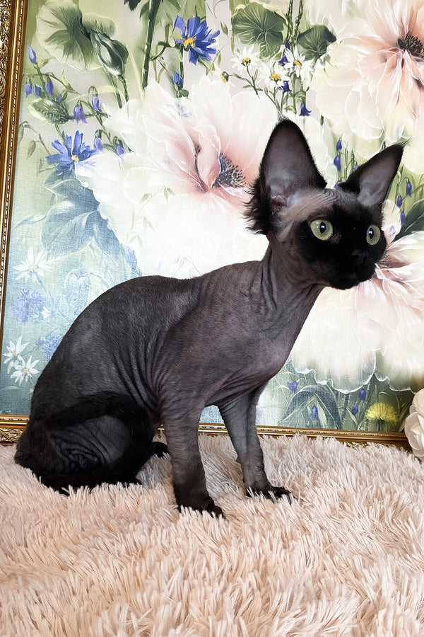 Naomi | Devon Rex Kitten