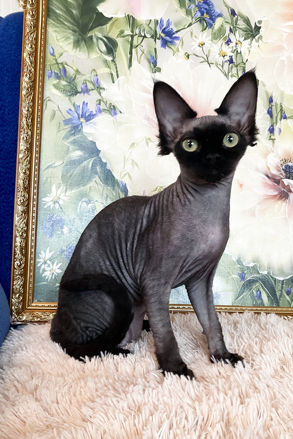 Naomi | Devon Rex Kitten