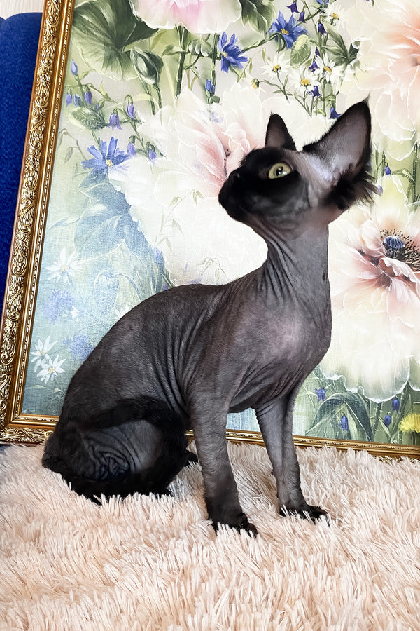 Naomi | Devon Rex Kitten