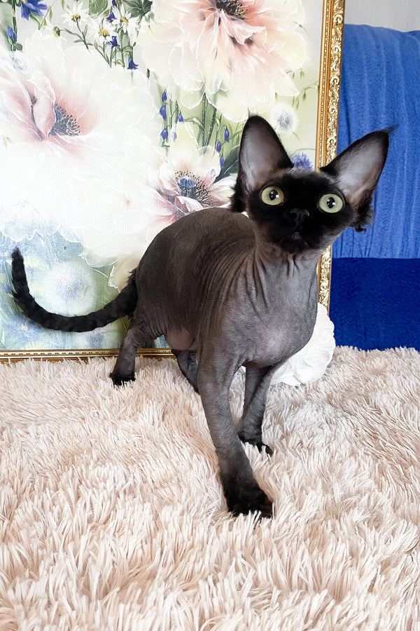 Naomi | Devon Rex Kitten