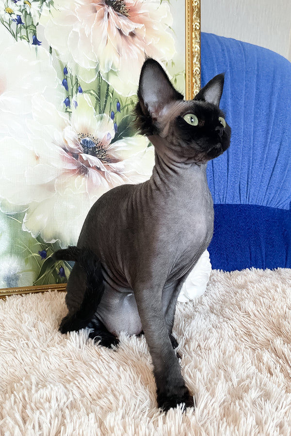 Naomi | Devon Rex Kitten