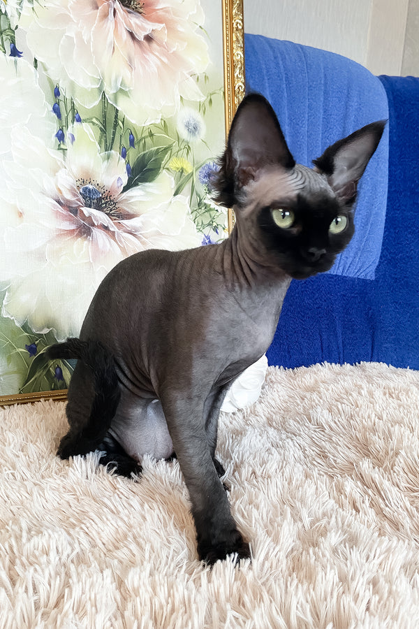 Naomi | Devon Rex Kitten