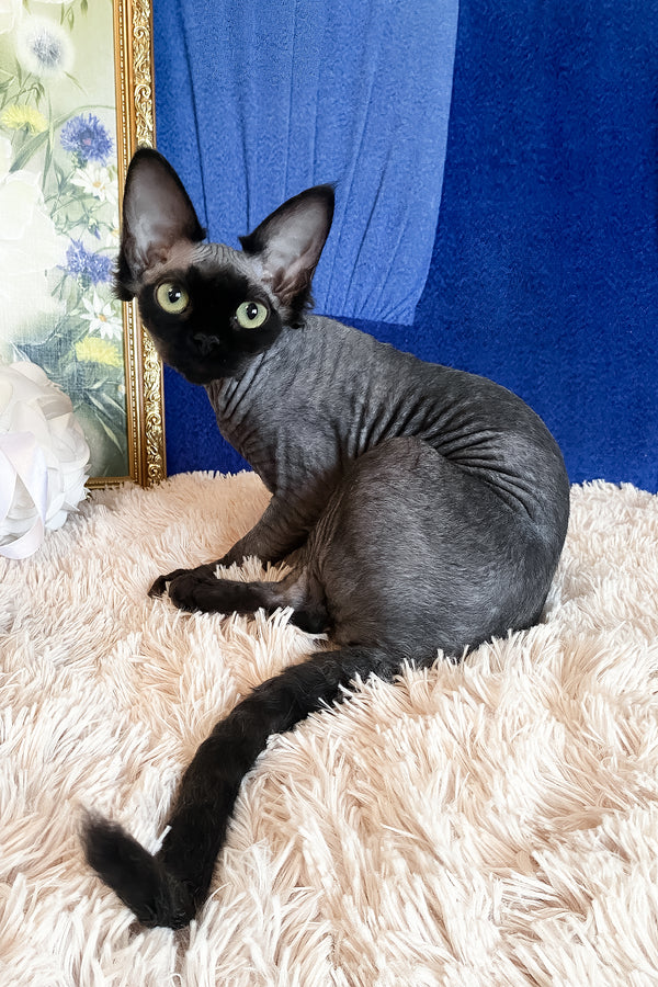 Naomi | Devon Rex Kitten