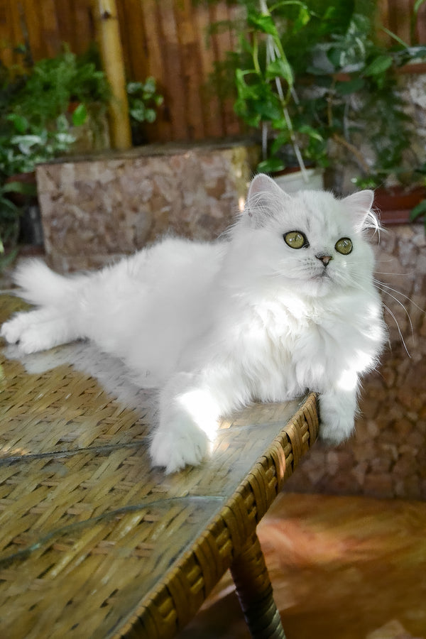 Naomi | British Longhair Kitten