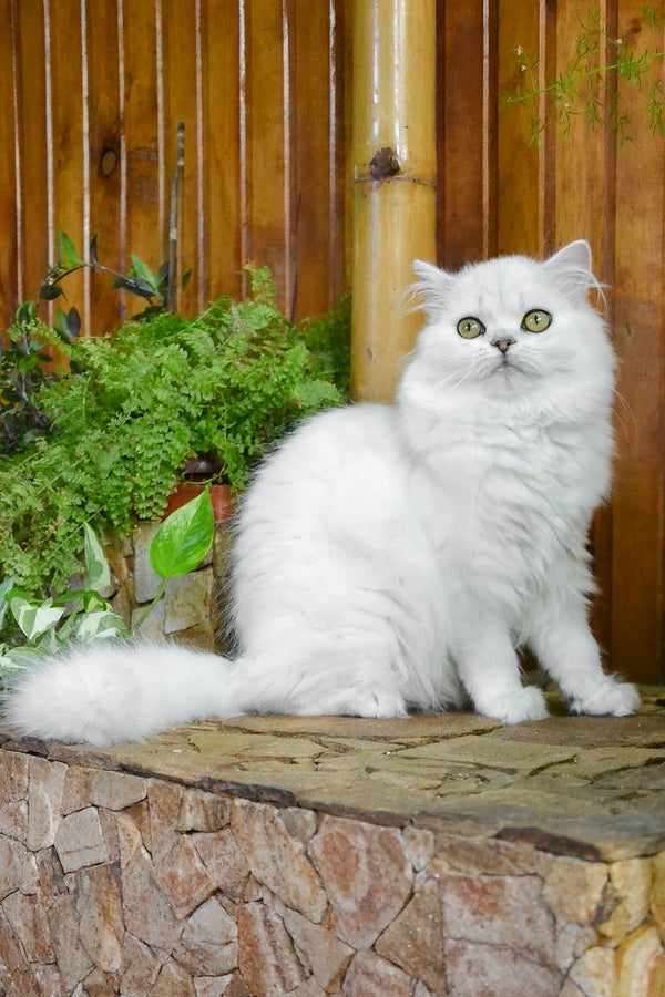 Naomi | British Longhair Kitten