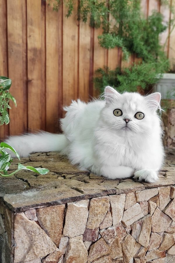 Naomi | British Longhair Kitten
