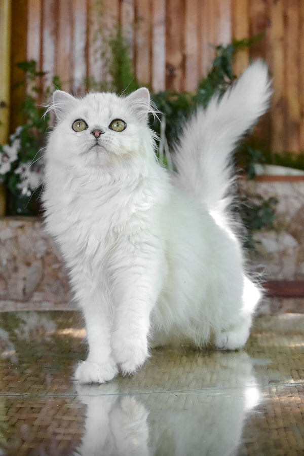 Naomi | British Longhair Kitten