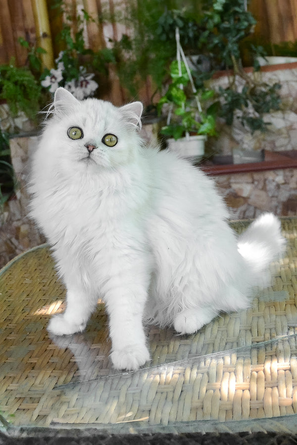 Naomi | British Longhair Kitten