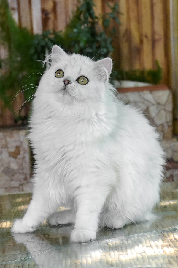 Naomi | British Longhair Kitten