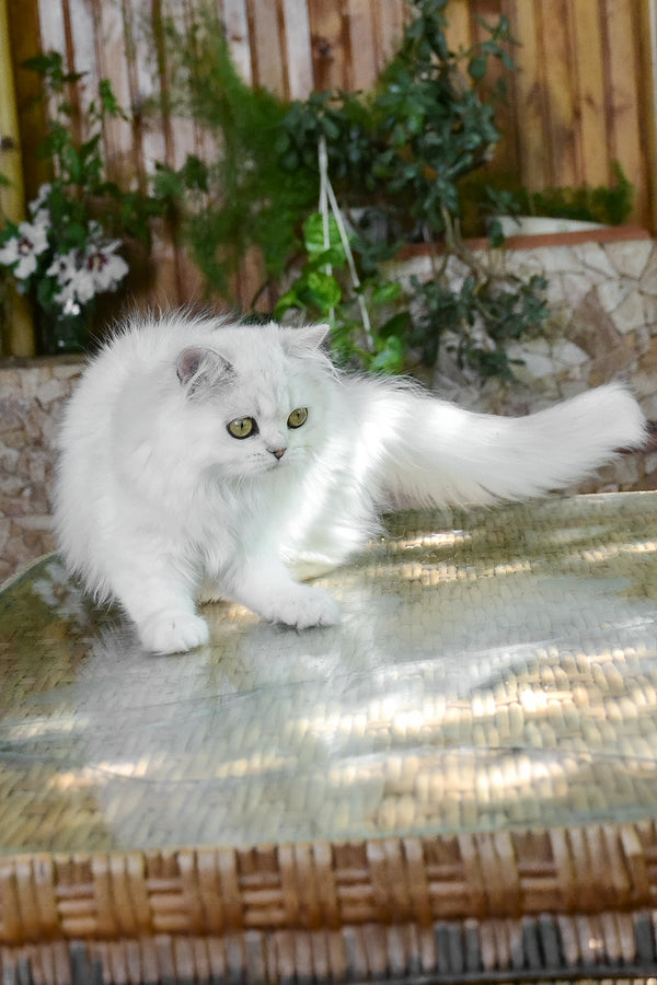 Naomi | British Longhair Kitten