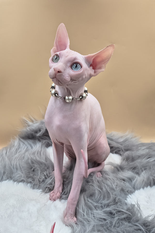 Napoleon | Canadian Sphynx Kitten