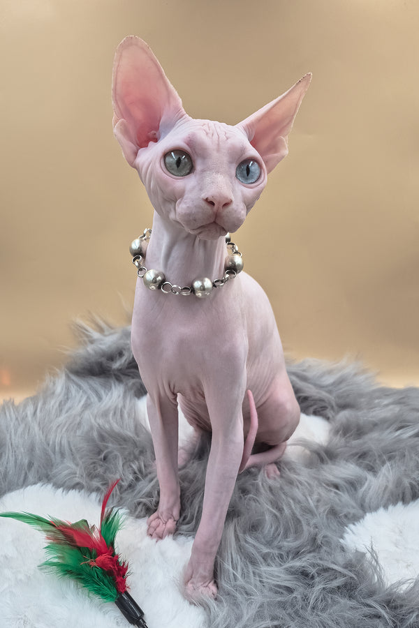 Napoleon | Canadian Sphynx Kitten