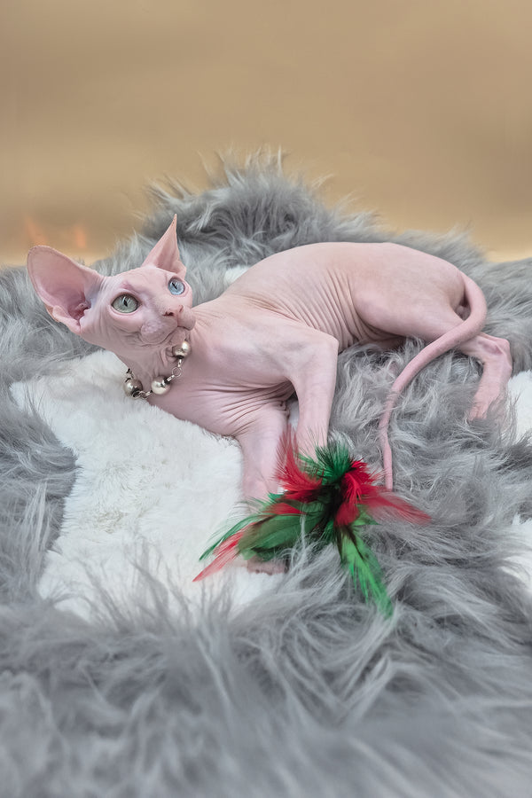 Napoleon | Canadian Sphynx Kitten