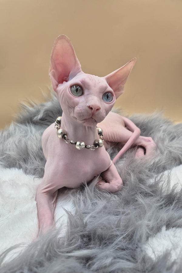 Napoleon | Canadian Sphynx Kitten