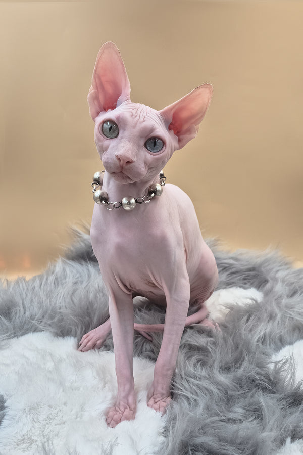 Napoleon | Canadian Sphynx Kitten