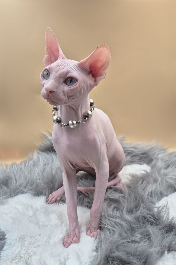 Napoleon | Canadian Sphynx Kitten