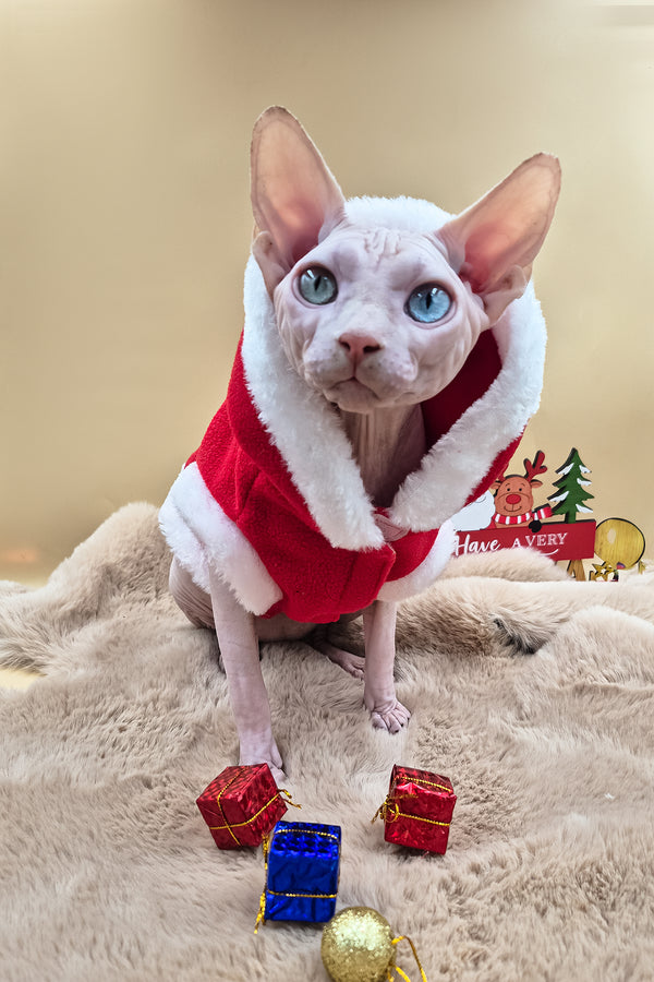 Napoleon | Canadian Sphynx Kitten