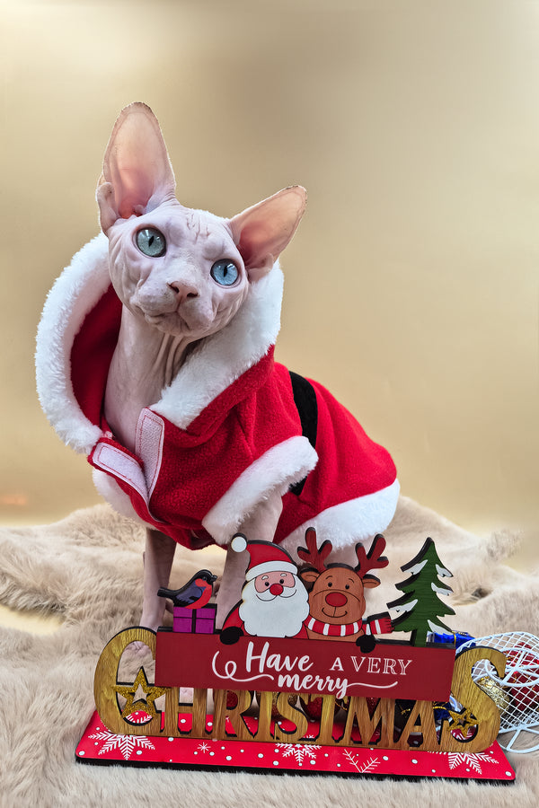 Napoleon | Canadian Sphynx Kitten