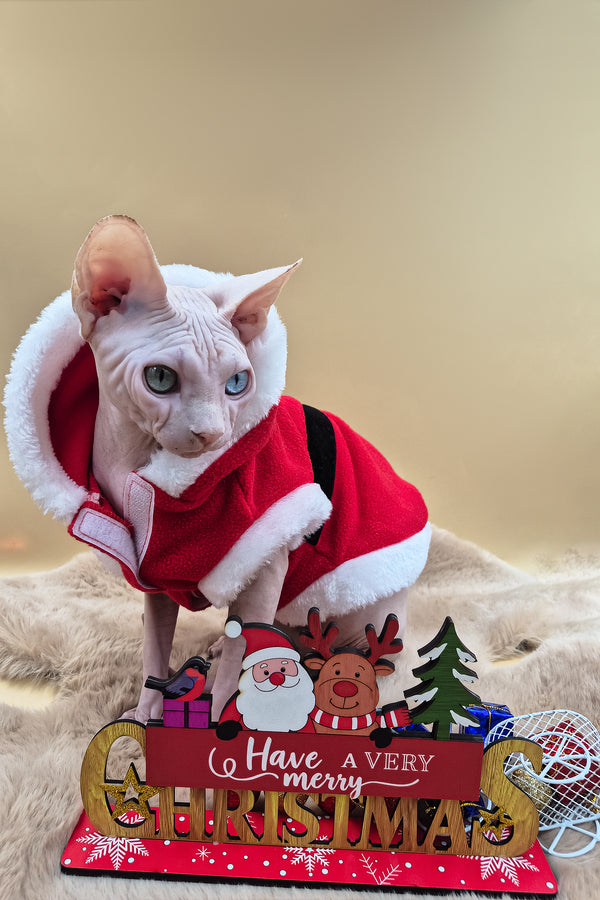 Napoleon | Canadian Sphynx Kitten