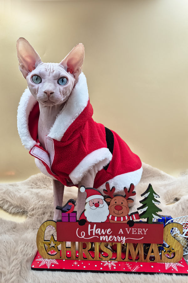 Napoleon | Canadian Sphynx Kitten