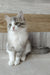 Nazar | Siberian Kitten