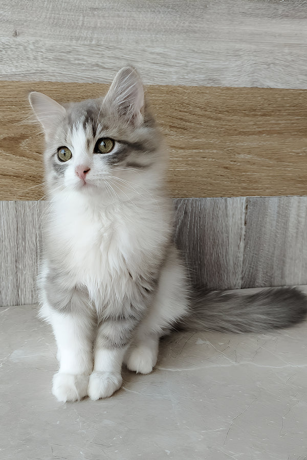 Nazar | Siberian Kitten