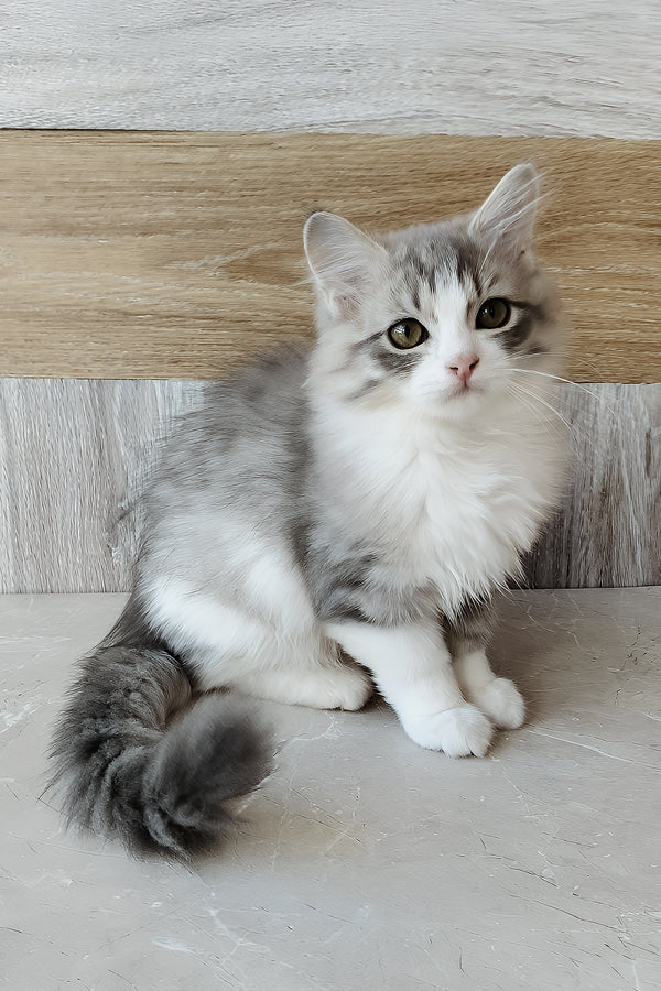 Nazar | Siberian Kitten